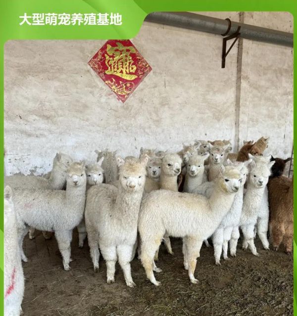 羊驼中讨厌妈妈的品种是什么？