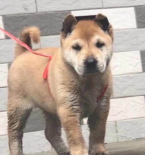 品种好的黄狗叫什么（探寻黄色毛发的可爱狗狗品种及其特点）