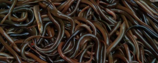 黄鳝苗的运输方法，人工挑运最安全、最可靠