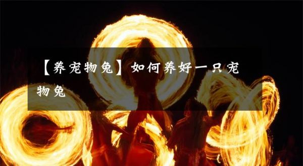 【养宠物兔】如何养好一只宠物兔文章配图