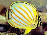 观赏鱼由生物和非生物引起的病因