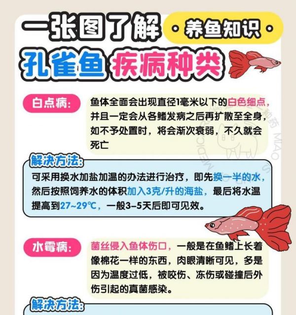 孔雀鱼常见疾病有哪些？如何预防和治疗？