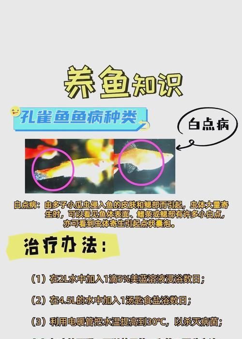 孔雀鱼常见疾病有哪些？如何预防和治疗？