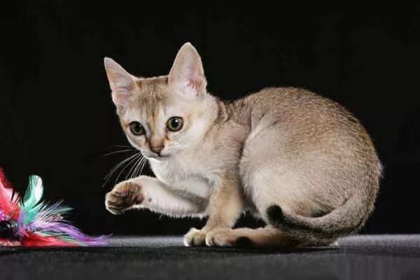 新加坡猫的挑选指南，铲屎官们快来get呀！