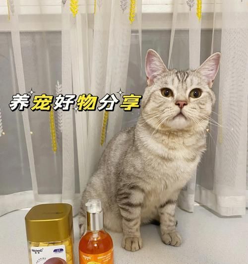 如何让宠物猫拥有顺滑的毛（掌握正确的饮食和护理方法）
