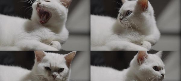 小猫舌苔发白应该吃什么？如何判断猫咪健康状况？