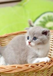 宠物猫软便，日常护理与饮食调整。