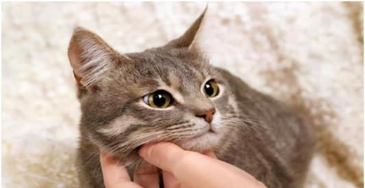 小猫长到多大不调皮？如何判断猫咪的成熟行为？