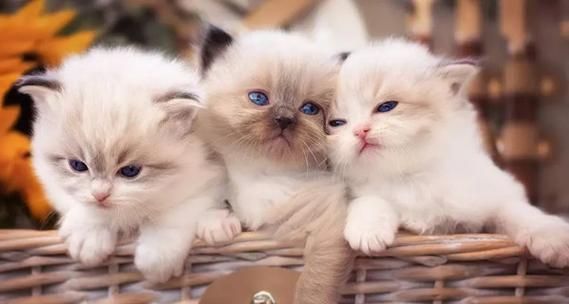 小猫最喜欢吃什么呢？揭秘猫咪饮食偏好及营养需求