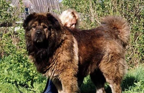 高加索犬好养吗