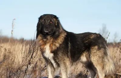 高加索犬好养吗