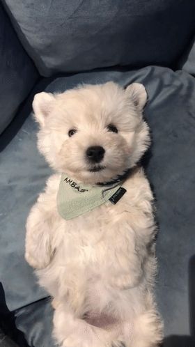 西高地白梗犬好养吗