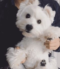 西高地白梗犬好养吗