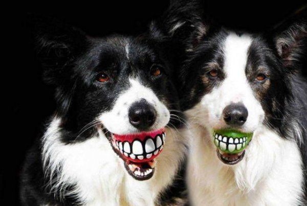 边境牧羊犬适合家养吗