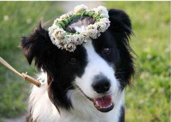 边境牧羊犬适合家养吗