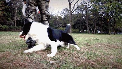边境牧羊犬适合家养吗