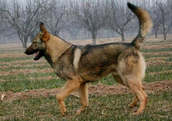 昆明犬适合家养吗