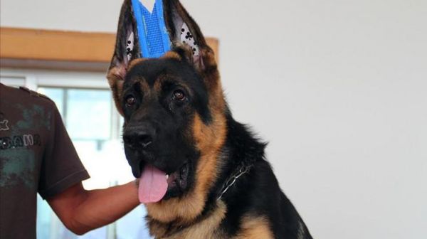 昆明犬好养吗