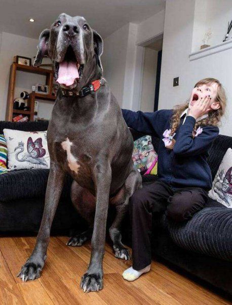 大丹犬好养吗