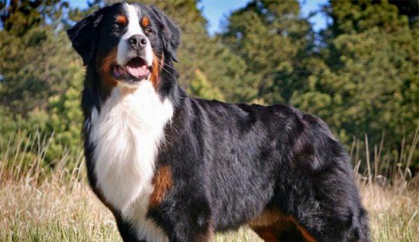 伯恩山犬一般在什么价位