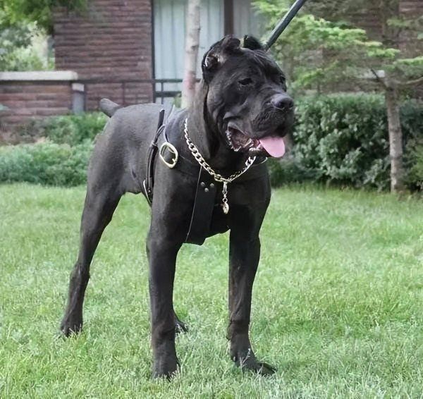 卡斯罗犬家养危险吗
