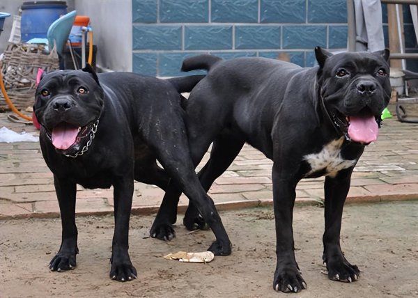 卡斯罗犬家养危险吗