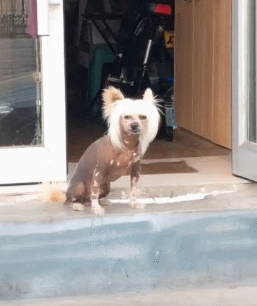 中华冠毛犬好养吗