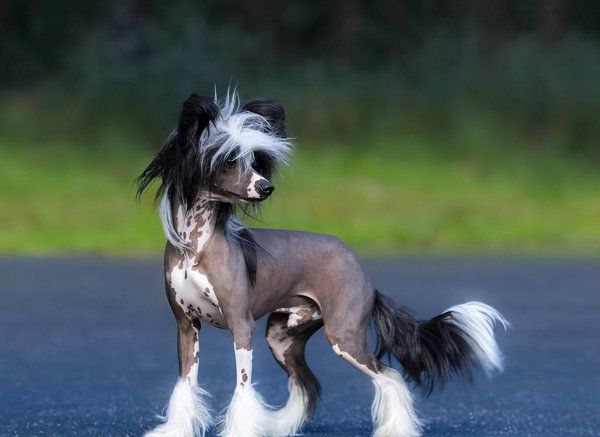 中华冠毛犬好养吗