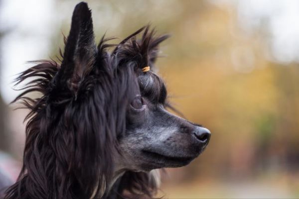 中华冠毛犬好养吗