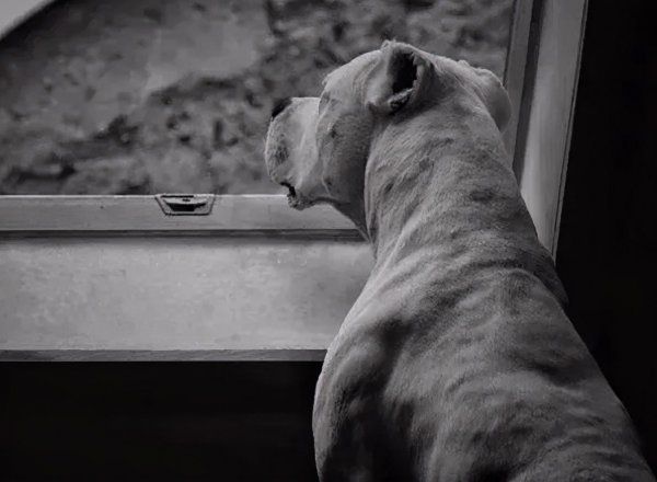 杜高犬可以养吗