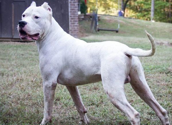 杜高犬可以养吗