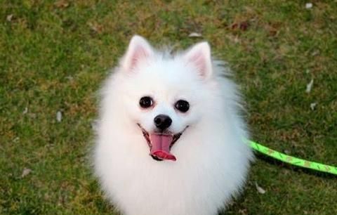 博美狗狗好养吗
