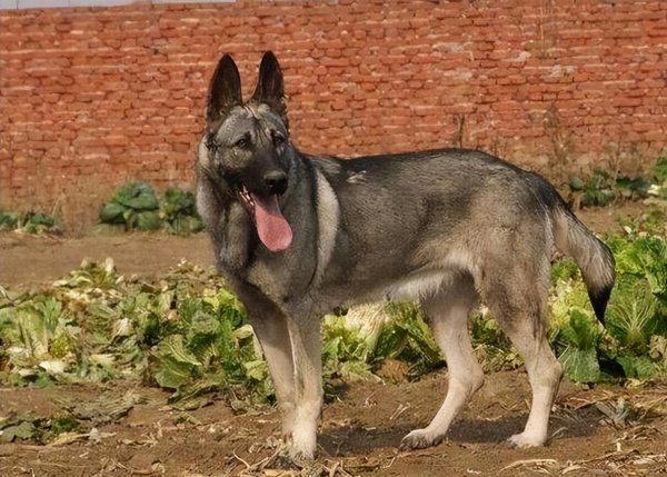 狼青幼犬怎么喂养