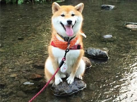 为什么养柴犬的人很少