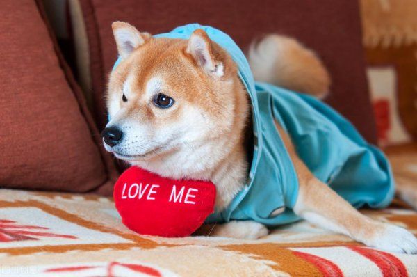 为什么养柴犬的人很少