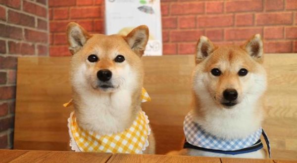 为什么养柴犬的人很少