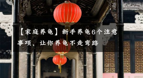 【家庭养龟】新手养龟6个注意事项，让你养龟不走弯路文章配图