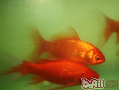 金<a href=/zhonglei/fish/ target=_blank class=infotextkey>鱼</a>的喂食要点