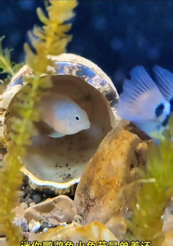 适合小鱼苗的鱼料有哪些？如何正确喂养小鱼苗？