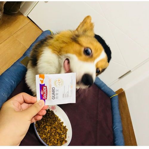 宠物饮食健康：科学喂肉，呵护宠物健康。