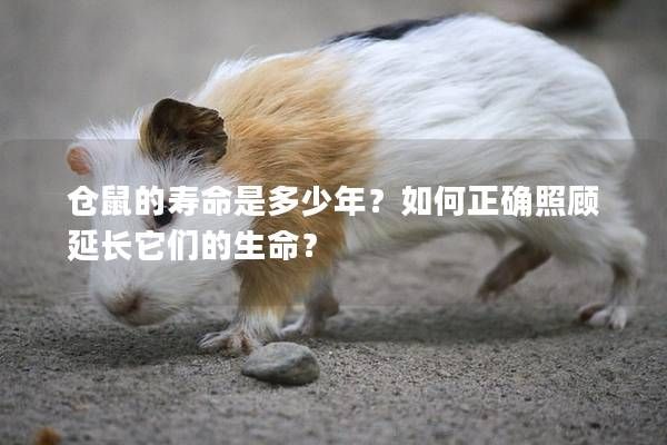 仓鼠的寿命是多少年？如何正确照顾延长它们的生命？