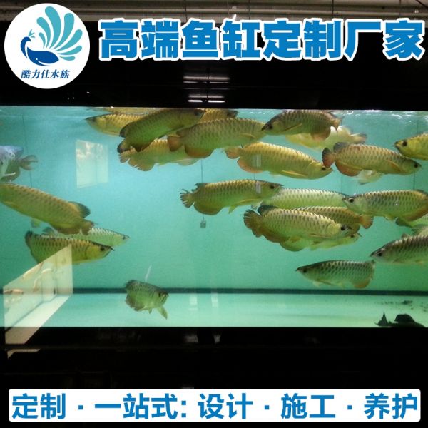 龙鱼缸 (13).jpg