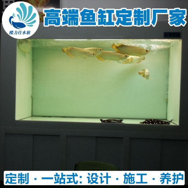 龙鱼缸 (15).jpg