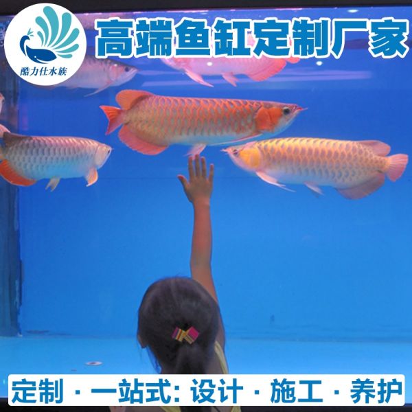 龙鱼缸 (3).jpg