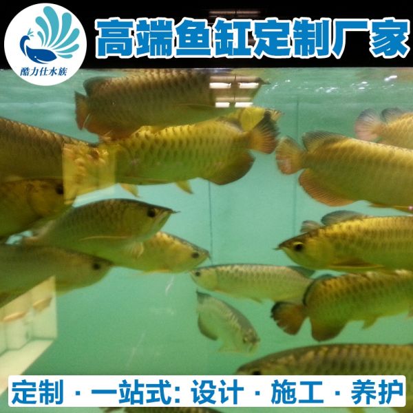 龙鱼缸 (14).jpg