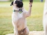 常州钟楼宠物行为纠正 训犬-收费标准
