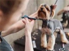 常州训犬学校在哪里-专业教练