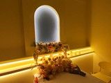 北京海淀区宠物火化价格 有始有终 恩宠善终