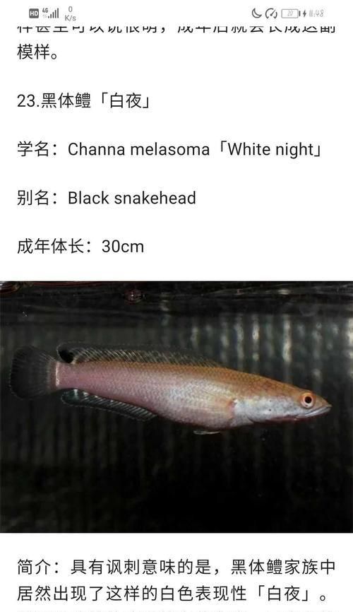 鱼体发黑有黑点用什么药？怎么治疗？