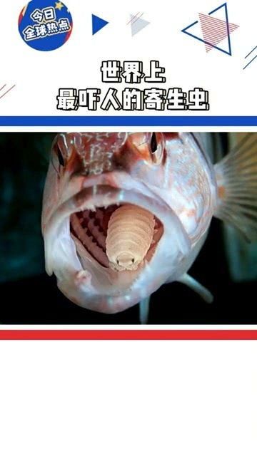 宠物鱼常见寄生虫，需及时防治。